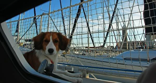 Talamex Railingnet (per 10M) 2 Talamex Railingnet (per 10M) - Afbeelding 2